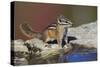 Townsend's Chipmunk-Ken Archer-Stretched Canvas