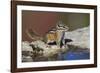 Townsend's Chipmunk-Ken Archer-Framed Photographic Print