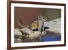 Townsend's Chipmunk-Ken Archer-Framed Premium Photographic Print