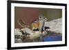 Townsend's Chipmunk-Ken Archer-Framed Premium Photographic Print