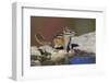 Townsend's Chipmunk-Ken Archer-Framed Premium Photographic Print