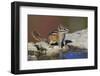 Townsend's Chipmunk-Ken Archer-Framed Photographic Print