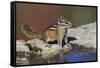 Townsend's Chipmunk-Ken Archer-Framed Stretched Canvas