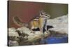 Townsend's Chipmunk-Ken Archer-Stretched Canvas