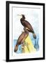 Townsend's Cormorant-Theodore Jasper-Framed Art Print