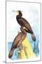 Townsend's Cormorant-Theodore Jasper-Mounted Art Print