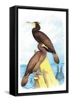 Townsend's Cormorant-Theodore Jasper-Framed Stretched Canvas