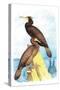 Townsend's Cormorant-Theodore Jasper-Stretched Canvas