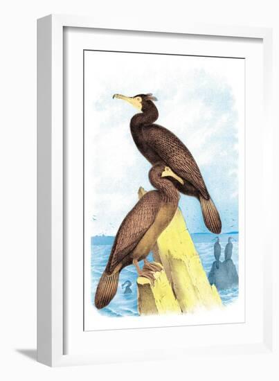 Townsend's Cormorant-Theodore Jasper-Framed Art Print