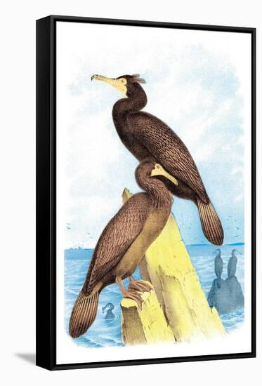 Townsend's Cormorant-Theodore Jasper-Framed Stretched Canvas