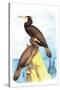 Townsend's Cormorant-Theodore Jasper-Stretched Canvas