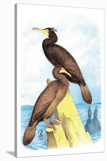 Townsend's Cormorant-Theodore Jasper-Stretched Canvas