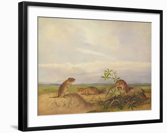 Townsend's Meadow Mouse, Meadow Vale and Swamp Rice Rat (Or Rice Meadow House)-John Woodhouse Audubon-Framed Giclee Print