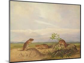 Townsend's Meadow Mouse, Meadow Vale and Swamp Rice Rat (Or Rice Meadow House)-John Woodhouse Audubon-Mounted Giclee Print