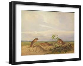 Townsend's Meadow Mouse, Meadow Vale and Swamp Rice Rat (Or Rice Meadow House)-John Woodhouse Audubon-Framed Giclee Print