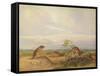 Townsend's Meadow Mouse, Meadow Vale and Swamp Rice Rat (Or Rice Meadow House)-John Woodhouse Audubon-Framed Stretched Canvas