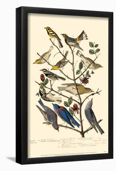 Townsend's Warbler's-null-Framed Poster