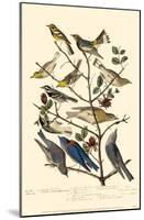 Townsend's Warbler's-null-Mounted Poster