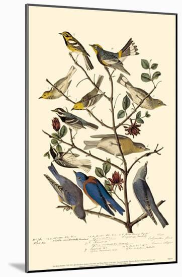Townsend's Warbler's-null-Mounted Poster