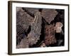 Toy and Joy Contemporary Jaipur Hand Block Printing Works, Jaipur, Rajasthan State, India-John Henry Claude Wilson-Framed Photographic Print