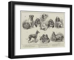 Toy Dog Show at the Royal Aquarium-null-Framed Premium Giclee Print