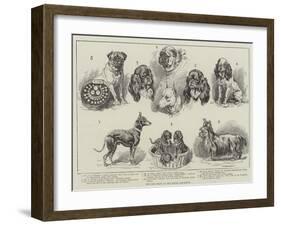 Toy Dog Show at the Royal Aquarium-null-Framed Giclee Print