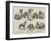 Toy Dog Show at the Royal Aquarium-null-Framed Giclee Print