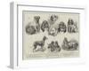 Toy Dog Show at the Royal Aquarium-null-Framed Giclee Print