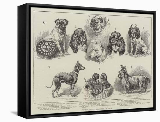 Toy Dog Show at the Royal Aquarium-null-Framed Stretched Canvas