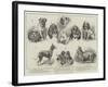 Toy Dog Show at the Royal Aquarium-null-Framed Giclee Print