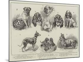 Toy Dog Show at the Royal Aquarium-null-Mounted Giclee Print