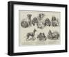 Toy Dog Show at the Royal Aquarium-null-Framed Giclee Print