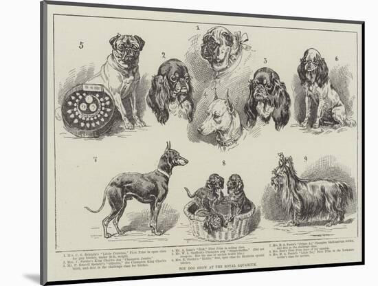 Toy Dog Show at the Royal Aquarium-null-Mounted Giclee Print