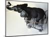 Toy Elephant in Toy Supermarket Cart-Winfred Evers-Mounted Photographic Print