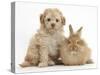 Toy Labradoodle Puppy and Lionhead-Cross Rabbit-Mark Taylor-Stretched Canvas