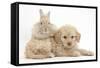Toy Labradoodle Puppy and Lionhead-Cross Rabbit-Mark Taylor-Framed Stretched Canvas
