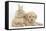 Toy Labradoodle Puppy and Lionhead-Cross Rabbit-Mark Taylor-Framed Stretched Canvas