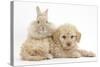 Toy Labradoodle Puppy and Lionhead-Cross Rabbit-Mark Taylor-Stretched Canvas