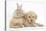 Toy Labradoodle Puppy and Lionhead-Cross Rabbit-Mark Taylor-Stretched Canvas