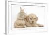 Toy Labradoodle Puppy and Lionhead-Cross Rabbit-Mark Taylor-Framed Photographic Print