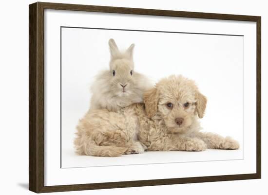 Toy Labradoodle Puppy and Lionhead-Cross Rabbit-Mark Taylor-Framed Photographic Print