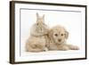 Toy Labradoodle Puppy and Lionhead-Cross Rabbit-Mark Taylor-Framed Photographic Print