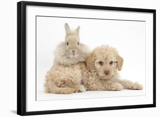 Toy Labradoodle Puppy and Lionhead-Cross Rabbit-Mark Taylor-Framed Photographic Print