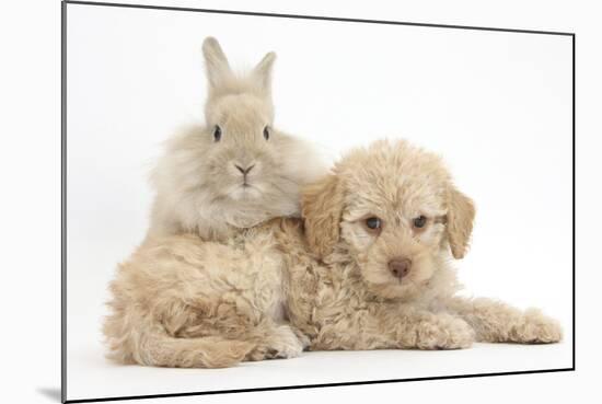 Toy Labradoodle Puppy and Lionhead-Cross Rabbit-Mark Taylor-Mounted Photographic Print