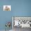 Toy Labradoodle Puppy and Lionhead-Cross Rabbit-Mark Taylor-Photographic Print displayed on a wall