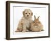 Toy Labradoodle Puppy and Lionhead-Cross Rabbit-Mark Taylor-Framed Photographic Print