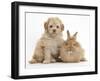 Toy Labradoodle Puppy and Lionhead-Cross Rabbit-Mark Taylor-Framed Photographic Print