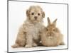 Toy Labradoodle Puppy and Lionhead-Cross Rabbit-Mark Taylor-Mounted Photographic Print