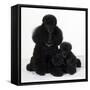 Toy Poodle Dog with Puppy-null-Framed Stretched Canvas