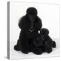 Toy Poodle Dog with Puppy-null-Stretched Canvas